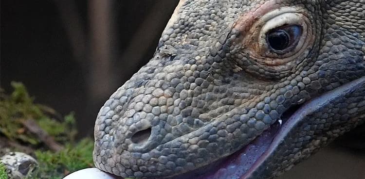 WATCH: Zoo breeds Komodo dragons to save them from extinction