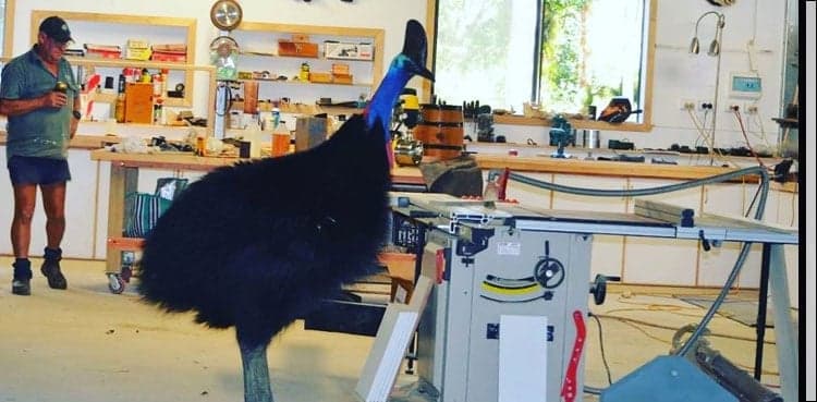 Visit from world's most dangerous bird leaves man in shock