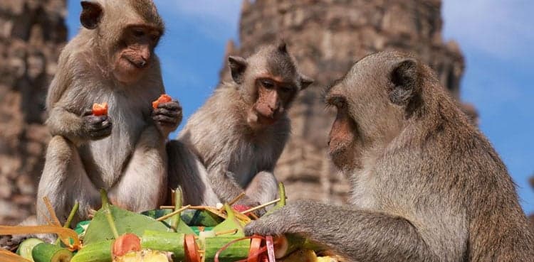 Fruit galore: Thailand monkey festival returns as tourists come back