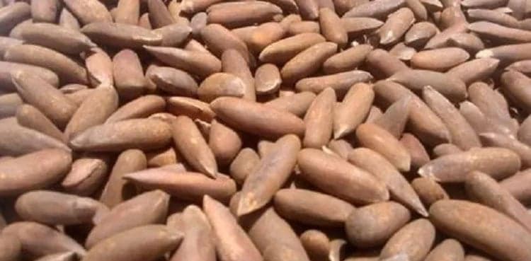 Thieves steal pine nuts worth Rs3.85 million in Gujranwala