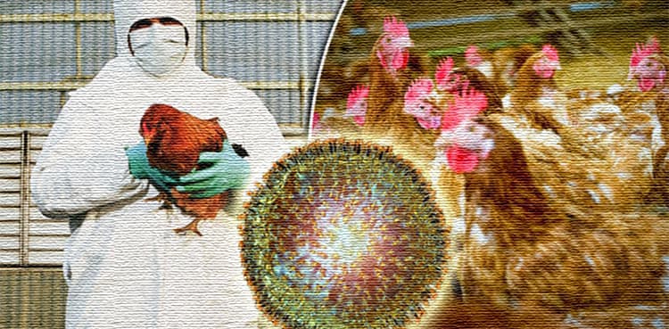 UK tackles 'largest-ever' bird flu outbreak