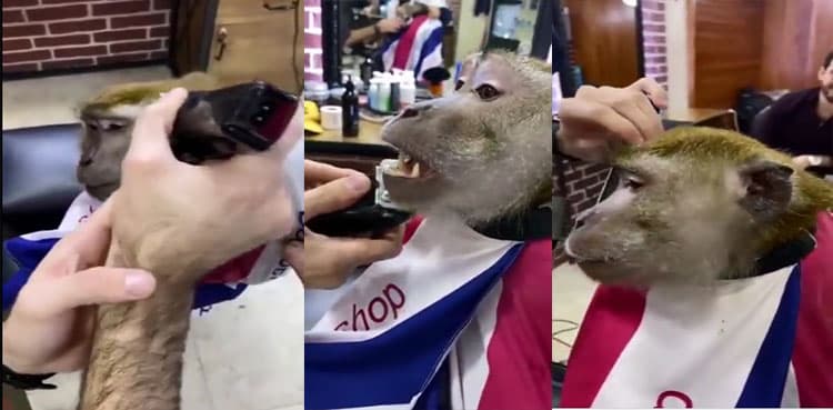 WATCH: Monkey goes to barber to get a shave