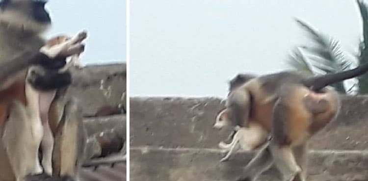 Memes flow in after monkeys kill 250 dogs for revenge