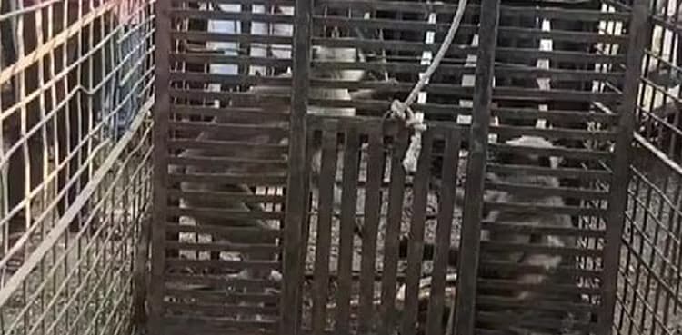 VIRAL: Monkeys involved in killing of 250 dogs captured