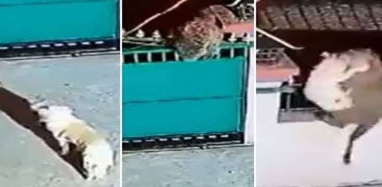 Horrific video: Leopard attacks pet dog after jumping over gate