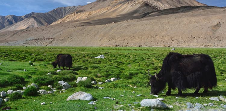Explainer: What is regenerative agriculture?