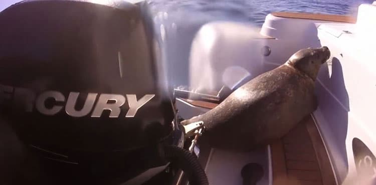 Watch: Seal hides on boat when surrounded by killer whales