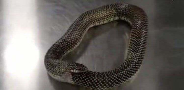 Video of snake chomping its tail goes viral