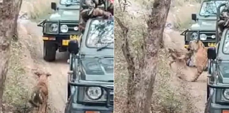 VIRAL: Tigress 'Sultana' attacks, drags dog away