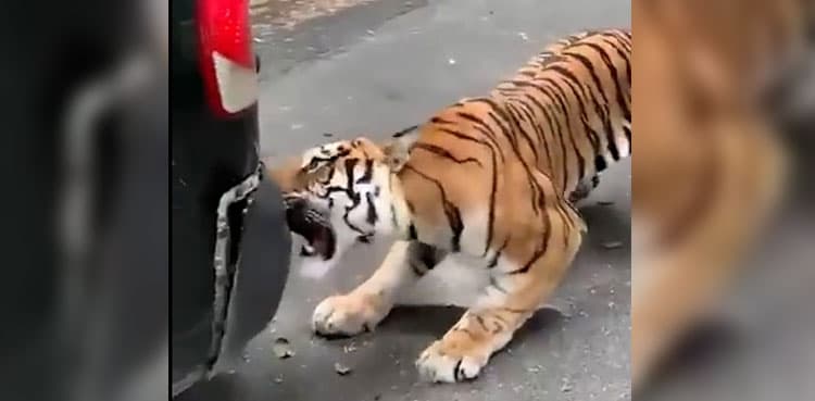 Watch: Tiger chews car bumper, drags it in viral video