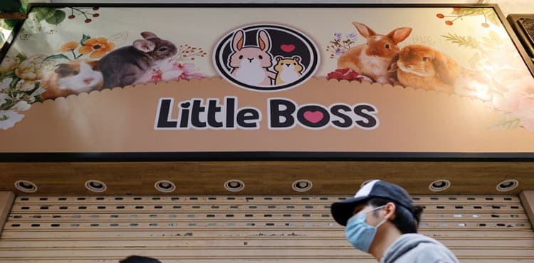 Hong Kong to cull 2,000 hamsters after COVID-19 outbreak