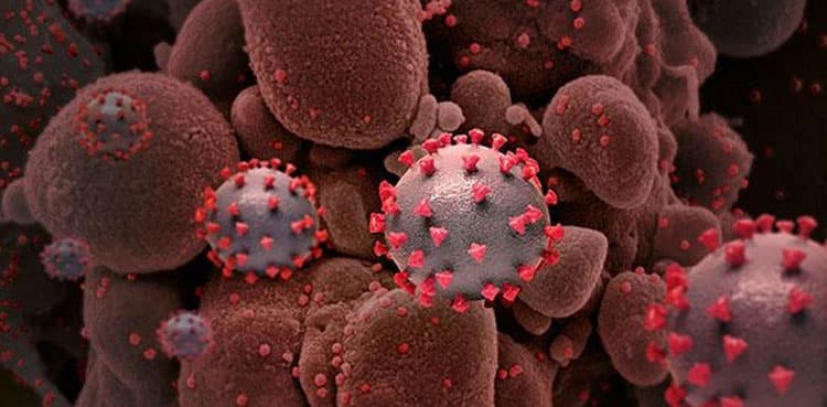 Antibody combination treats Omicron infections