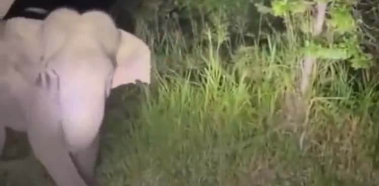 TikToker fined for taunting elephant