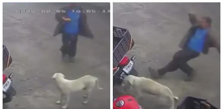 Viral: Instant Karma for man trying to kick dog