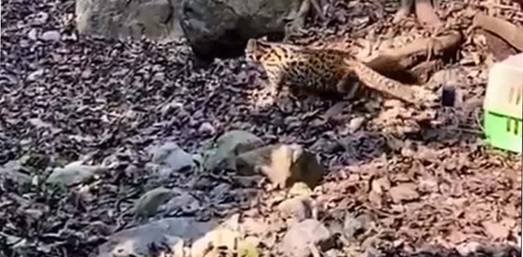 Leopard cats released in Margalla Hills, PM Imran Khan shares video