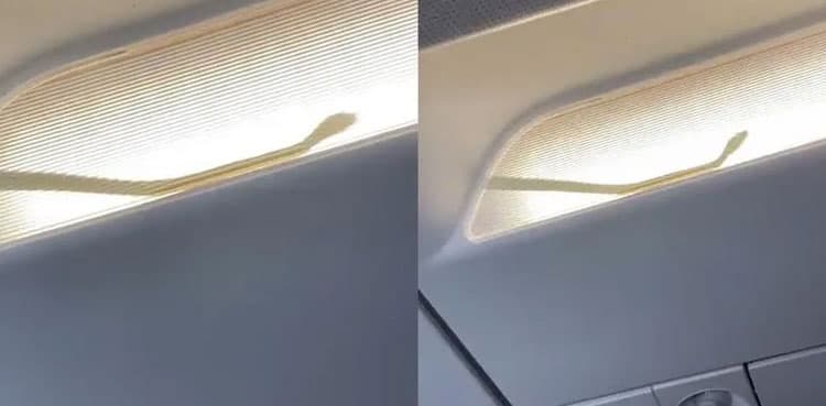 Snake spotted inside AirAsia plane; watch viral video