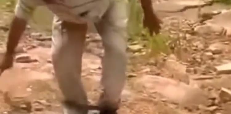 Viral video: Man releases hundreds of snakes in forest without fear
