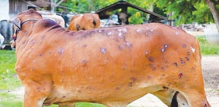 LSD: Five more domestic animals die of epidemic, tally reaches 238