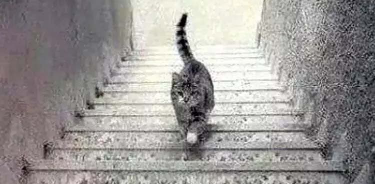 Optimist or pessimist: This cat illusion will reveal your personality  