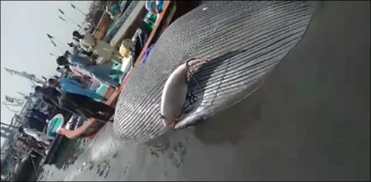 Dead whale washes ashore on Manora Island
