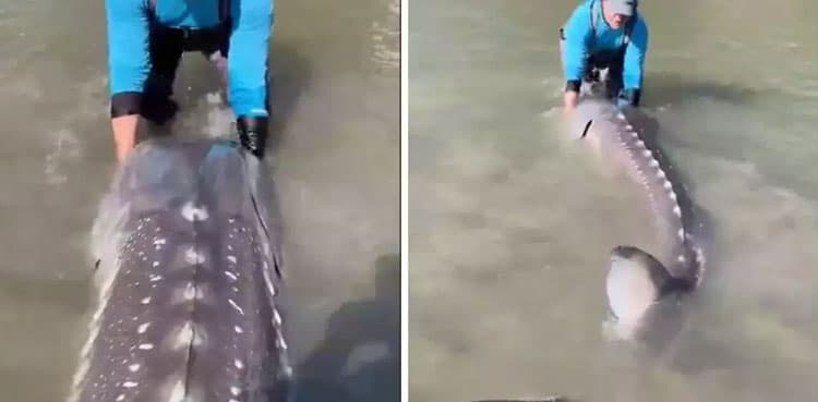 Canadian fisherman catches 10ft-long fish aka 'living dinosaur'