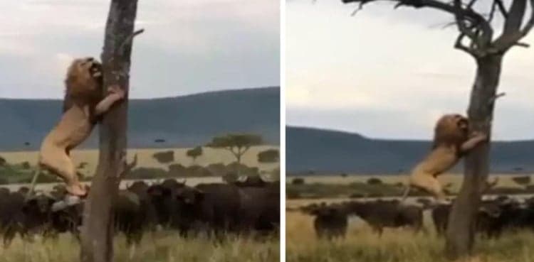 Viral: Big cat climbs tree to escape a Buffalo Herd
