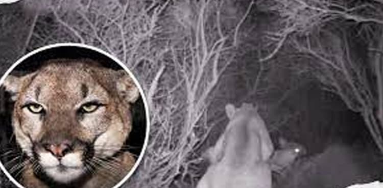 Watch: US family spots Mountain lion under house