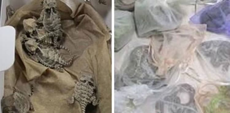 52 lizards, snakes found hidden in man's clothes