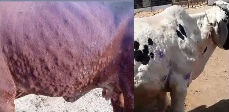 LSD outbreak: Nine more cattle die in a day in Sindh