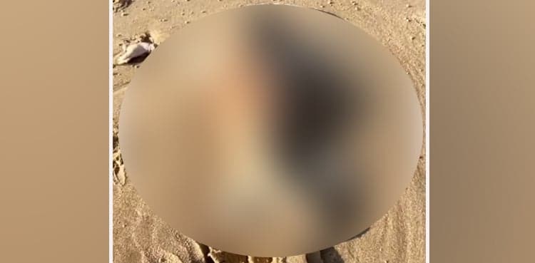 'Alien-like' sea creature at beach leaves people stunned