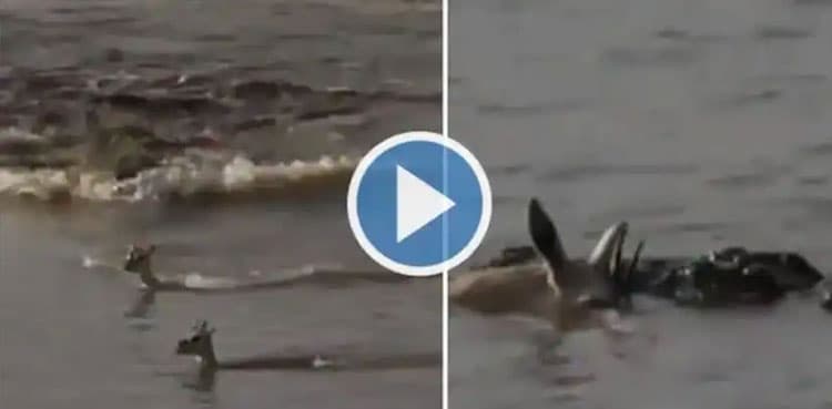 Heartbreaking: Mother Deer sacrifices herself to save baby from Crocodile