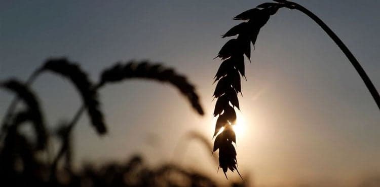 Ukraine limits exports of some food staples, consultancy says