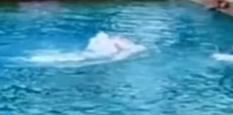 VIRAL: Dolphin attacks trainer during a seaquarium show