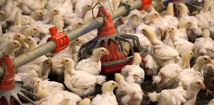 Poultry industry voices concerns over lack of relief in federal budget 2026-27