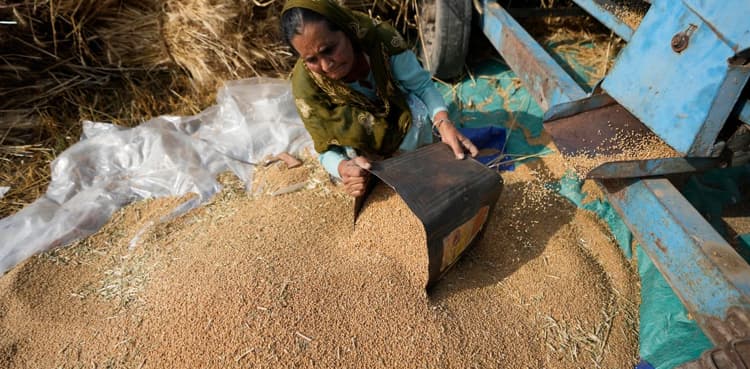 Wheat prices hit record high after Indian export ban