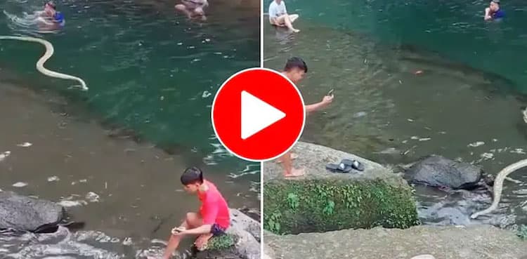 Viral: Huge Snake emerges in river, terrifies netizens