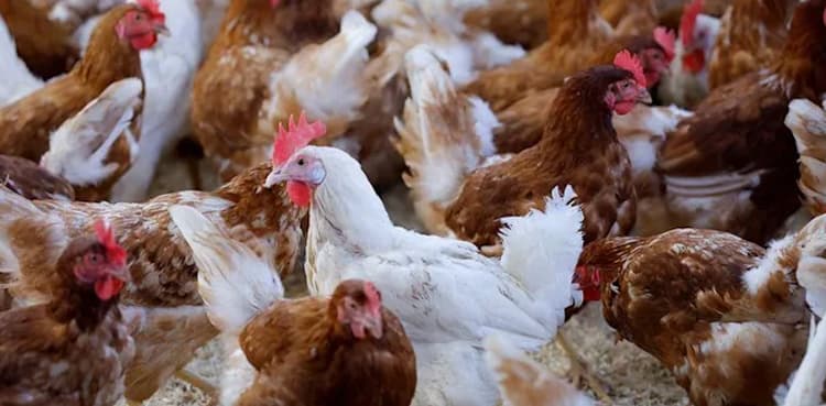 US confirms first bird flu case without animal contact