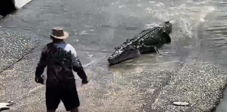 Viral video: Man challenges crocodile to rescue son's hat