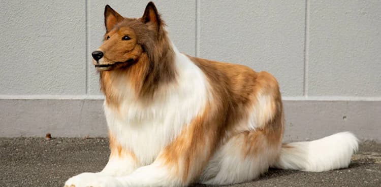 VIRAL: Man spends Rs 24 lakh to transform into dog