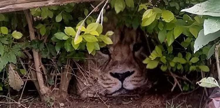 Man finds 'stray lion', turns out to be a bag