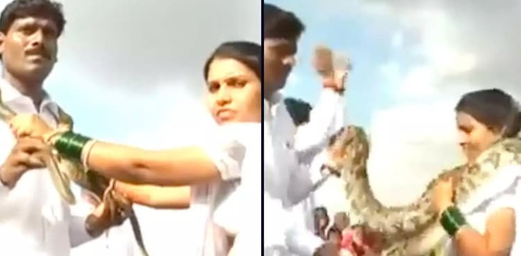 Couple exchange snakes as wedding garlands, video goes viral