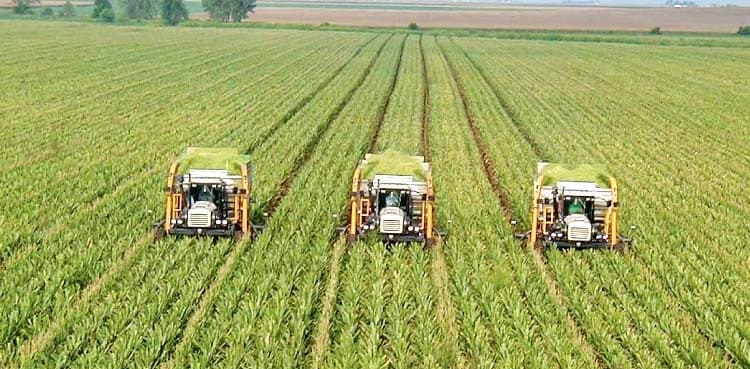 Agriculture sector sees 6.25pc growth in FY 2023-24