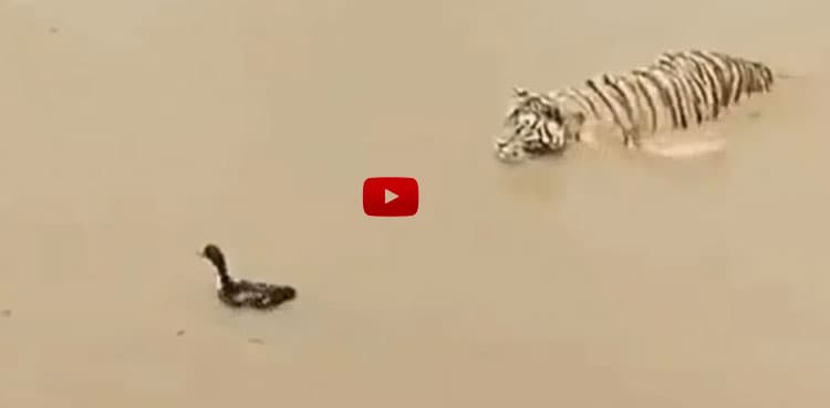 Viral video: Clever duck plays hide and seek with hungry tiger