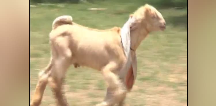 Pakistan's Dumbo: Goat with biggest ears goes viral