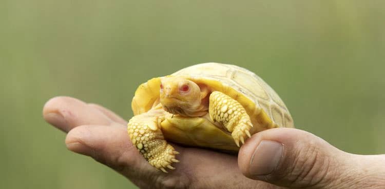 Rare albino Galapagos giant tortoise faces the world