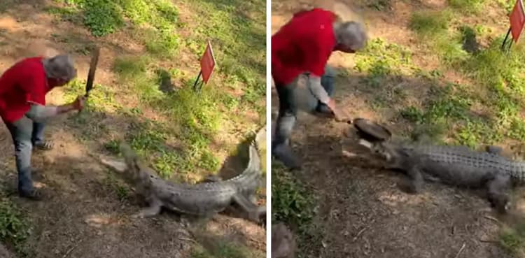 Man beats crocodile with frying pan; video goes viral