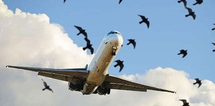 57 PIA planes hit by birds first 11 months of 2022: report