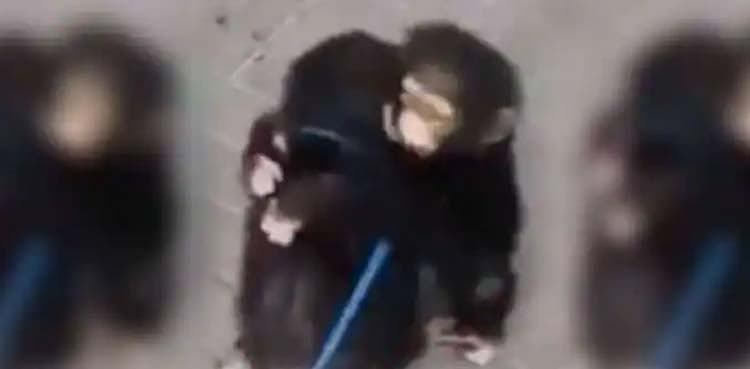 Video showing reunion of monkey brothers goes viral