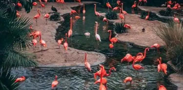 Find hippopotamus: This optical illusion will blow your mind