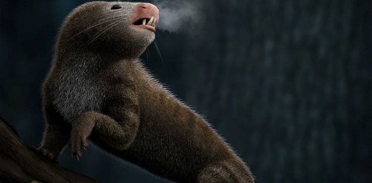Scientists reveal origin of mammal evolution milestone